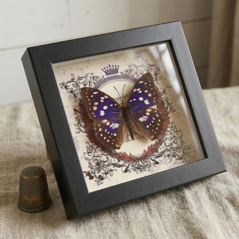 Great Purple Emperor